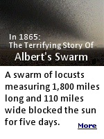 Although Albert's Swarm, as it came to be known, is one of the greatest natural disasters to ever befall the United States, time has reduced it to barely a footnote in American history. Yet eyewitness accounts tell a freakish scene, of locusts filling the air for miles and being two to three inches deep on the ground. Such was their number, the sound of their eating was actually audible. And then, mysteriously, the entire species died out by the early 1900s.